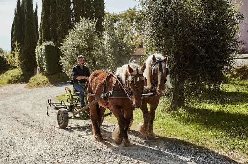 Billet Fauglia : Promenade en calèche à travers les vignobles et les oliveraies avec dégustation typique