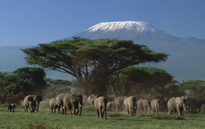 Billet 3 jours de safari à Tsavo East et Amboseli au départ de Diani/Mombasa
