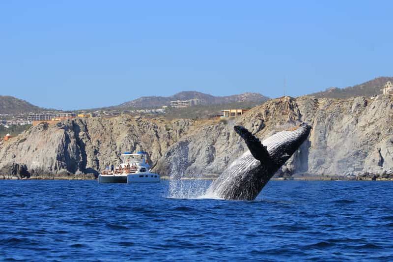 Billet Cabo San Lucas : Observation des baleines sur un catamaran de luxe