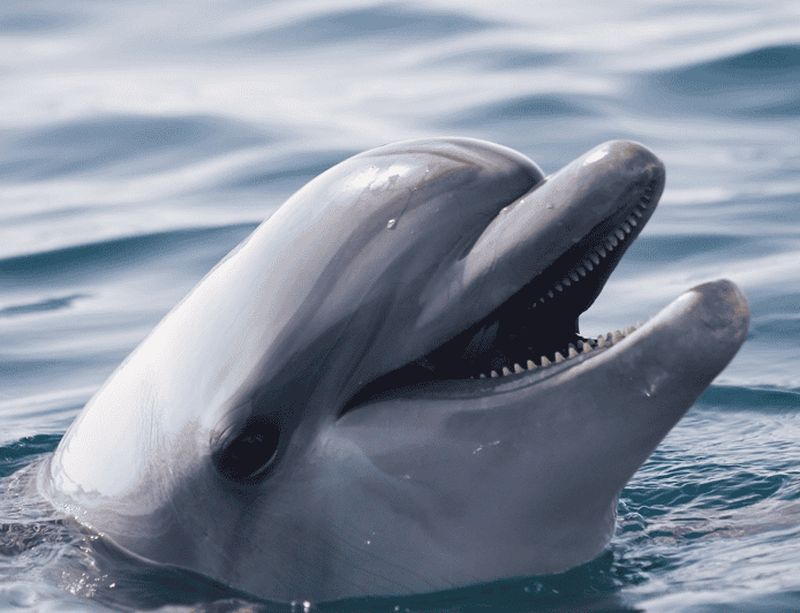 Billet Bohol : Circuit dans les îles de Panglao et observation des dauphins