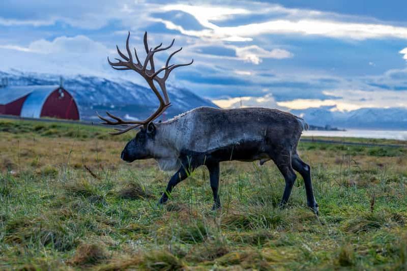 Billet Tromsø : aventure dans les fjords avec déjeuner et photos