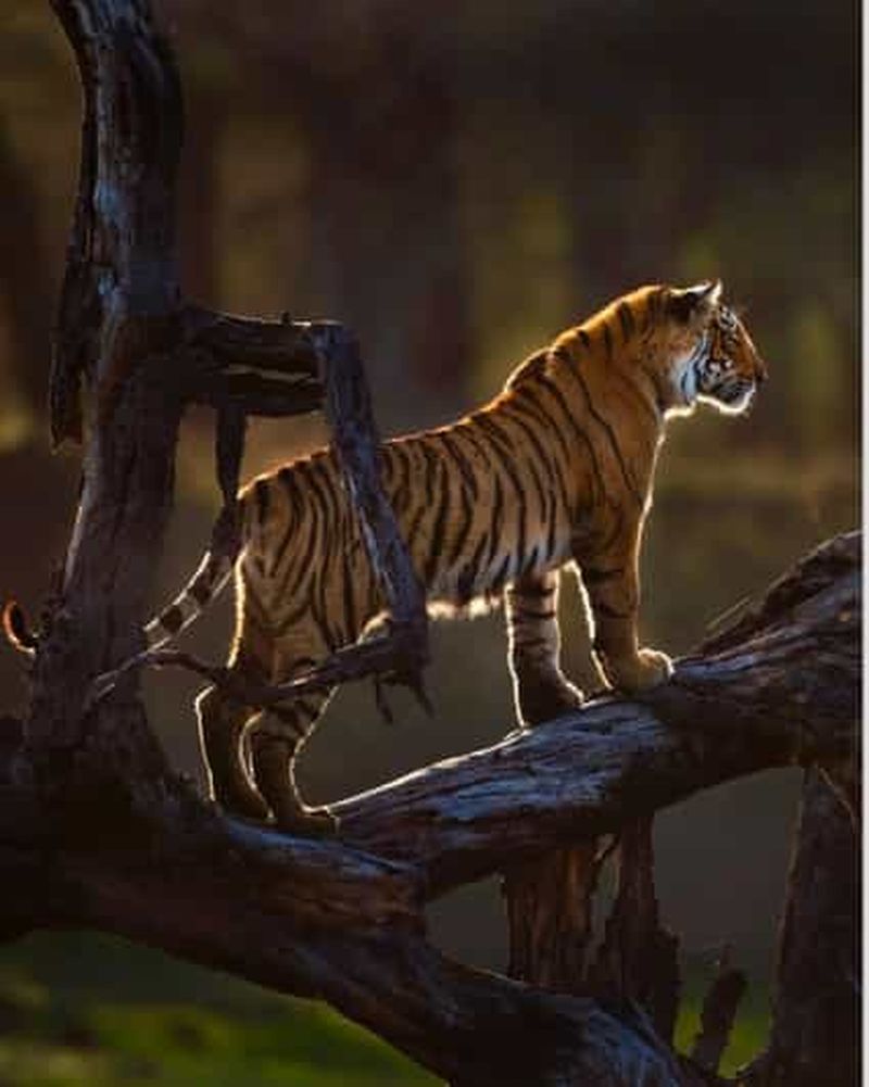 Billet Parc national de Ranthambore : safari tigre en Jeep ou en Canter