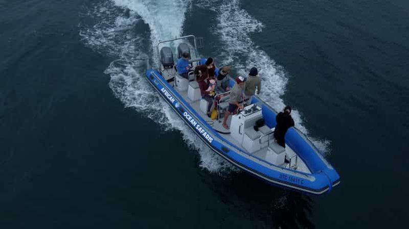 Billet Le Cap : excursion safari guidée par un biologiste marin - V&A Waterfront