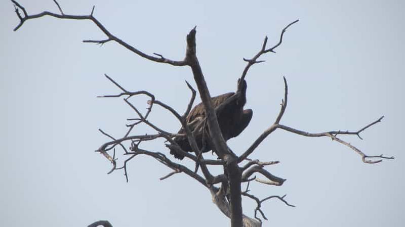 Billet Croisière pour observer les dauphins et les phoques Visite des dunes de Sandwich Harbour