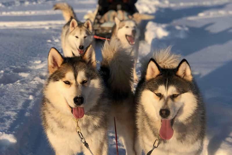 Billet Rovaniemi : Expérience avec des Huskies et Promenade en Traîneau avec Photos Professionnelles