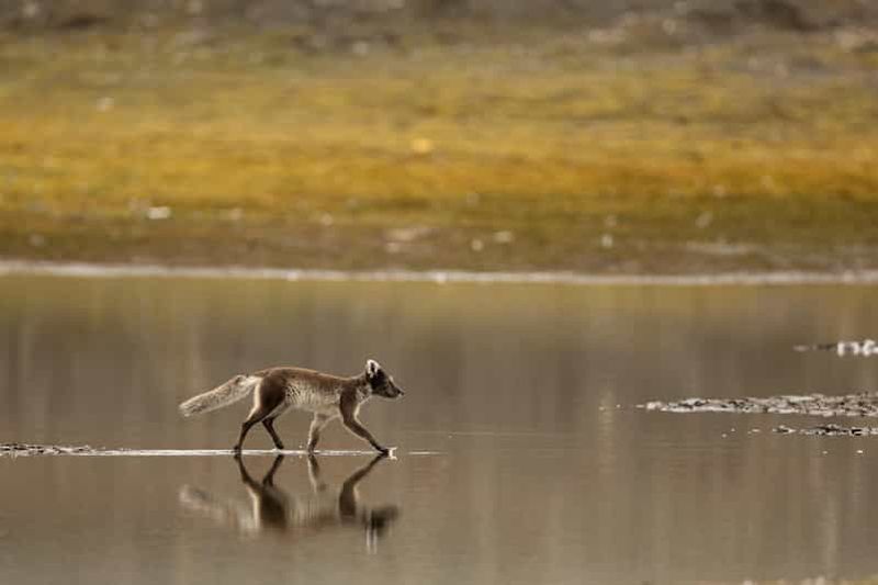 Billet Longyearbyen : safari et randonnée photographique pour observer la faune sauvage