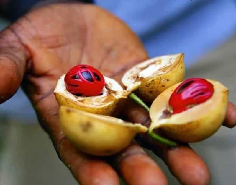 Billet Zanzibar : visite privative d'une ferme d'épices et de Prison Island