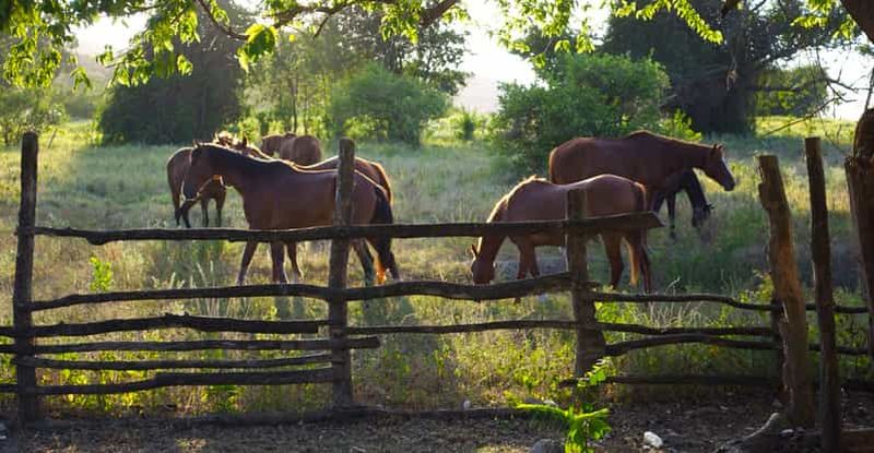 Billet Excursion à cheval et baignade