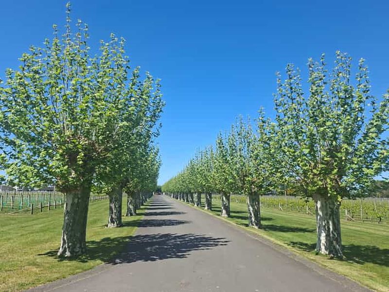 Billet Napier : 3 grands vignobles, déjeuner gastronomique et dégustations