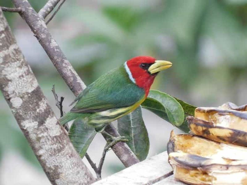 Billet Observation des oiseaux TOUT compris - Depuis Medellín