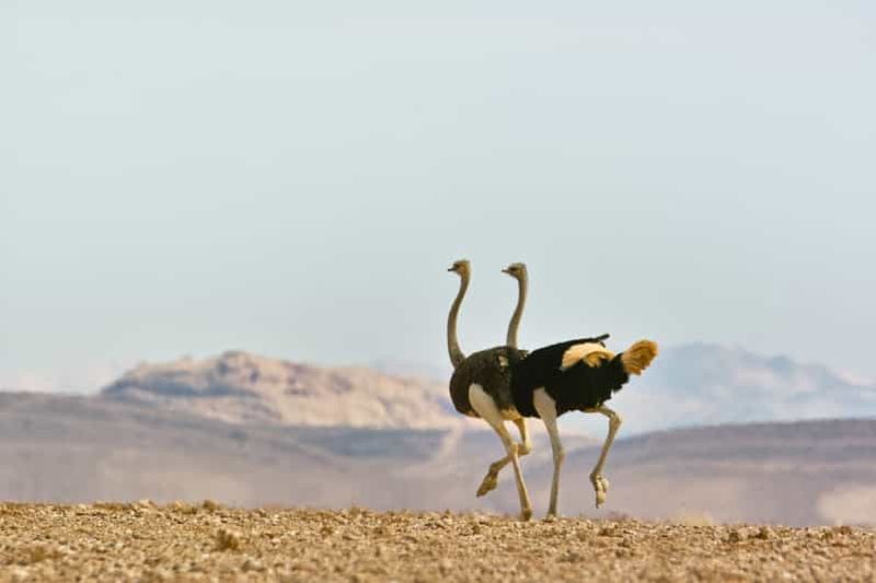 Billet Visite d'une journée : paysage, montagnes et faune du parc de Namib-Naukluft
