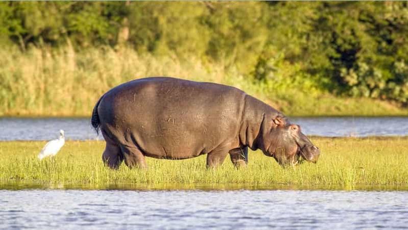 Billet Croisière en bateau et safari à Isimangaliso au départ de Durban