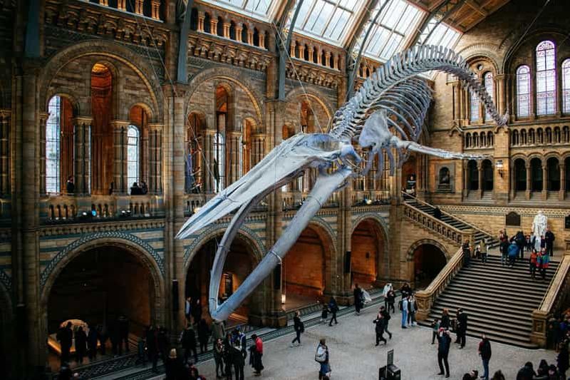 Billet Londres : visite express du musée d'Histoire naturelle et application audio