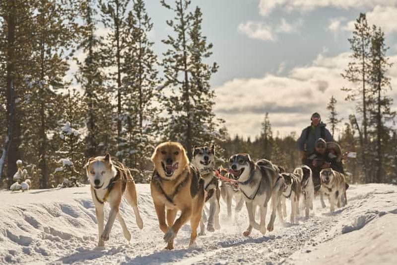 Billet Kiruna : courte excursion en traîneau à chiens avec café