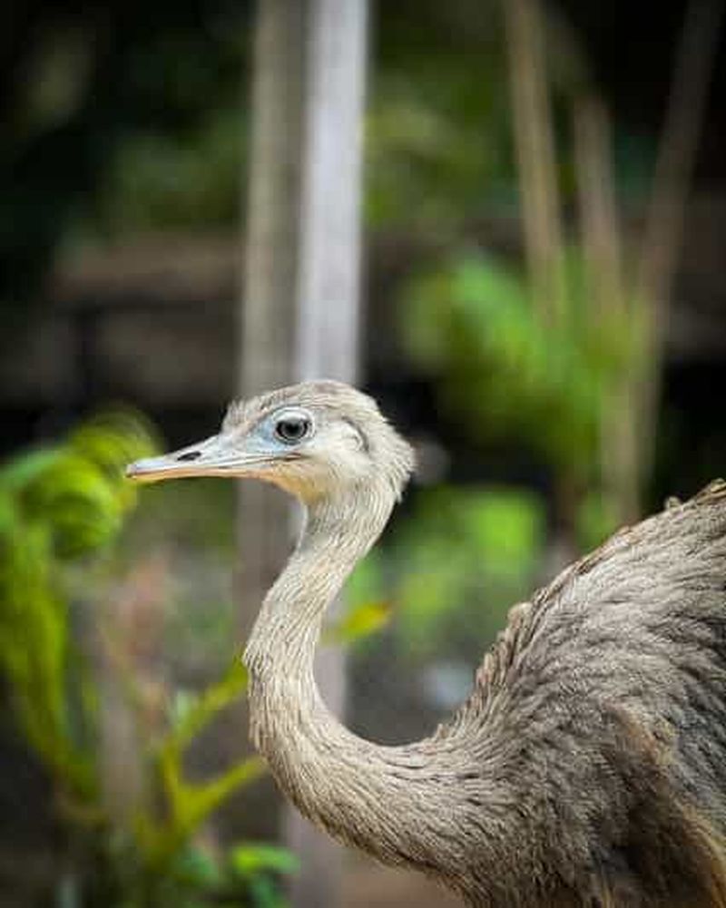 Billet Santa Cruz : visite du café Buena Vista et du bioparc