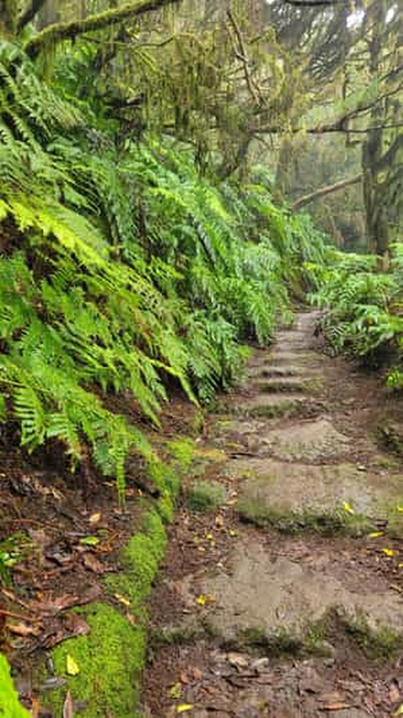 Billet Tenerife, montagnes d'Anaga : randonnée circulaire dans la forêt de lauriers - petit groupe 10-12 personnes