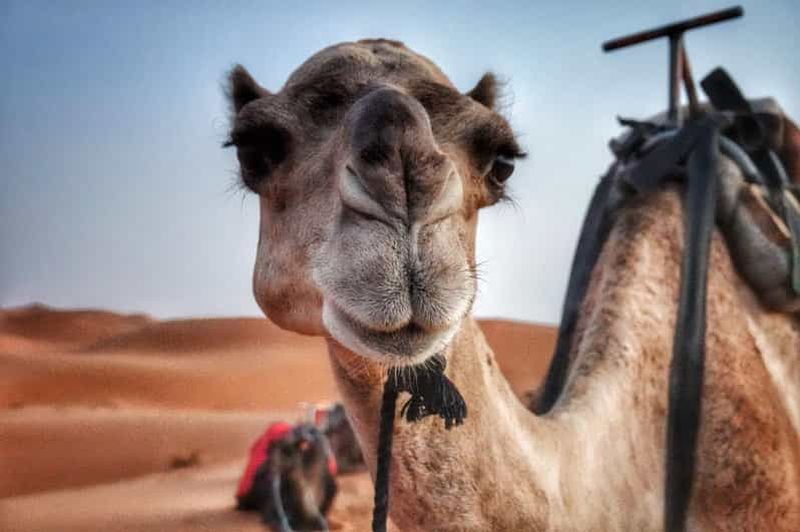 Billet Visite privée d'Agafay+cavalerie+vélo quad+dîner+spectacle