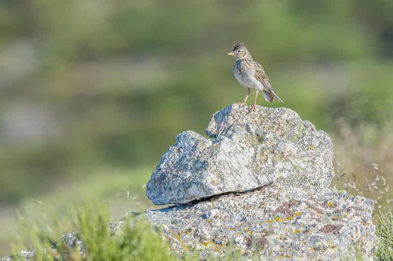 Billet Excursion d'une demi-journée pour la photographie d'oiseaux près de Madrid - avec un guide professionnel