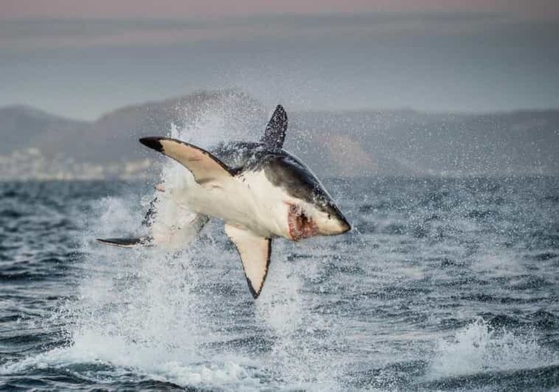 Billet Le Cap : expérience de plongée avec les requins