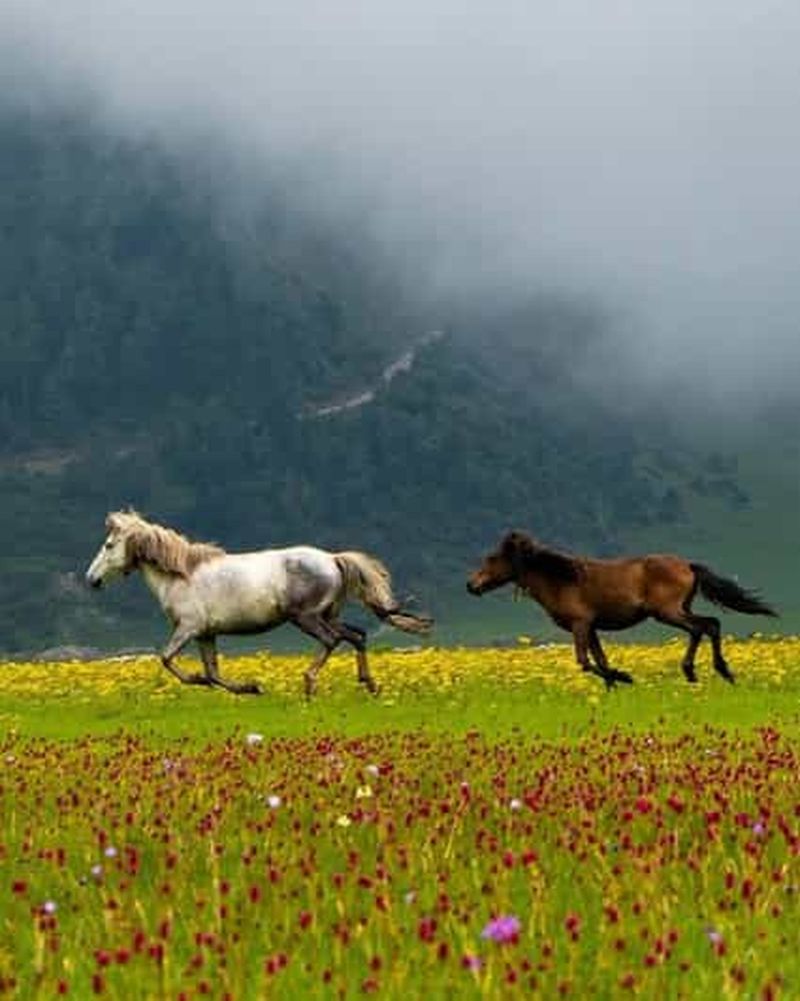 Billet Pokhara : excursion de deux jours en Jeep à Dhorpatan avec guide