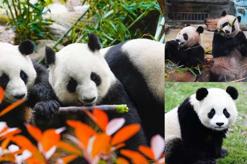 Billet Panda géant de Chengdu : base des pandas ou Shenshuping (facultatif)
