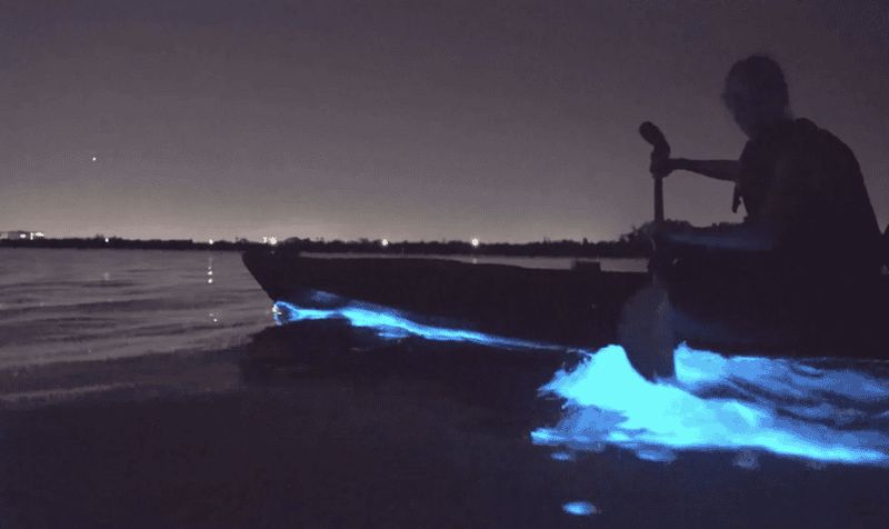 Billet Auckland : excursion nocturne en kayak dans des eaux bioluminescentes