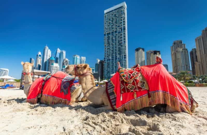 Billet Dubaï : balade à dos de chameau sur la plage JBR avec vue sur la ligne d'horizon