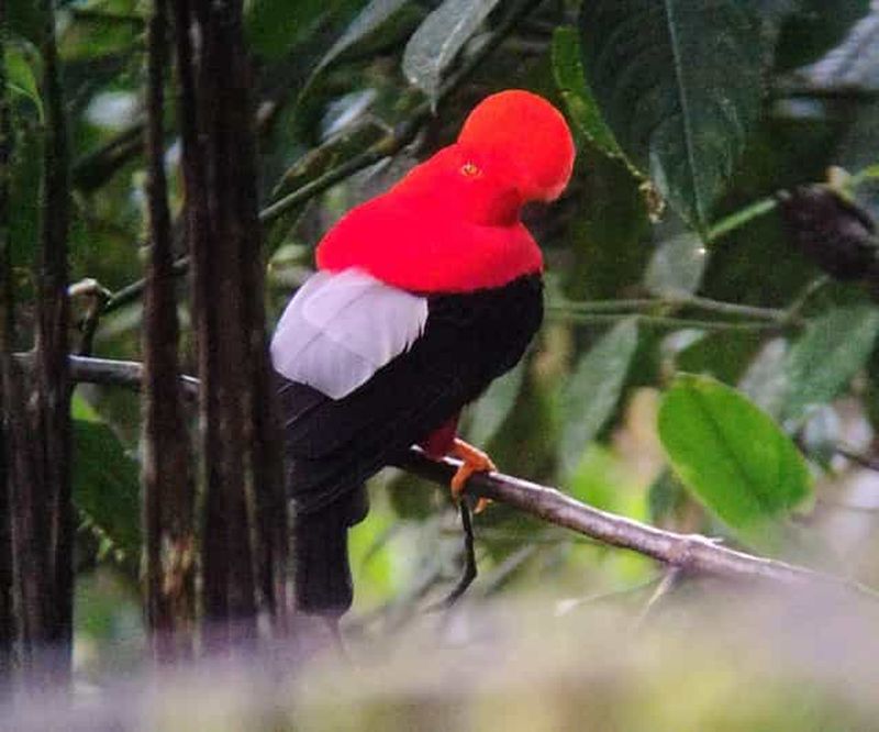 Billet Visite guidée de l'observation des oiseaux dans la forêt de nuages de Mindo pour les groupes.