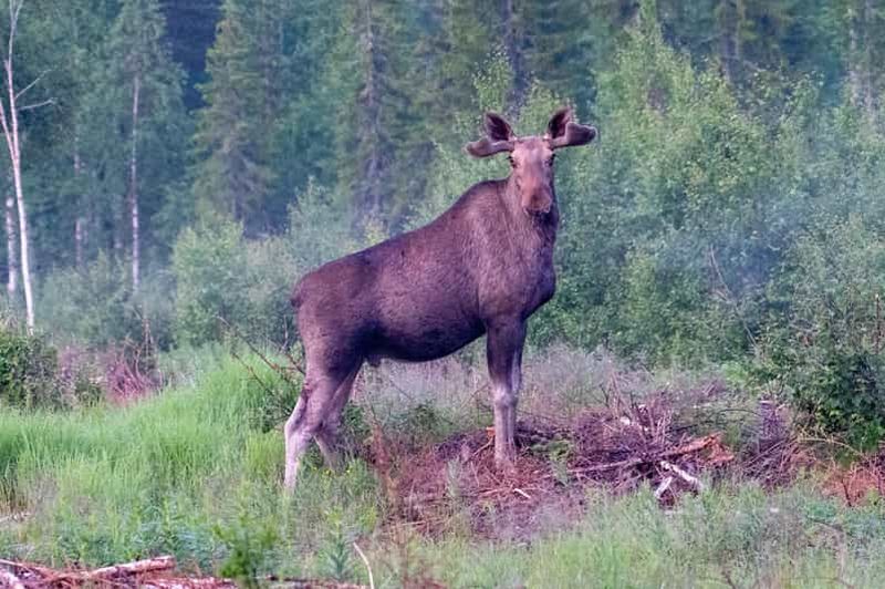 Billet Rovaniemi : safari de repérage des élans avec de bons en-cas