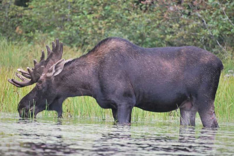 Billet Parc Algonquin : aventure canoë et camping de 3 jours/2 nuits