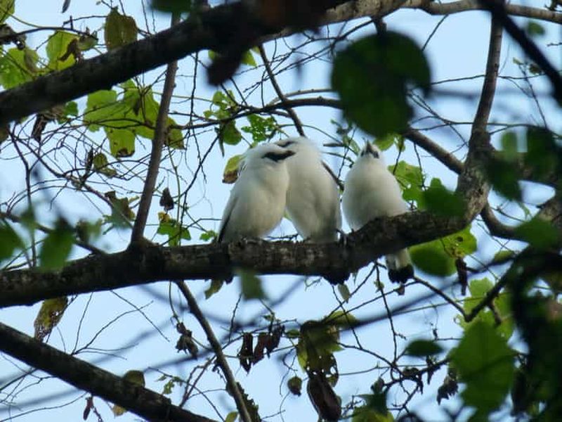 Billet Bali : excursion ornithologique dans le parc national de Bali occidental