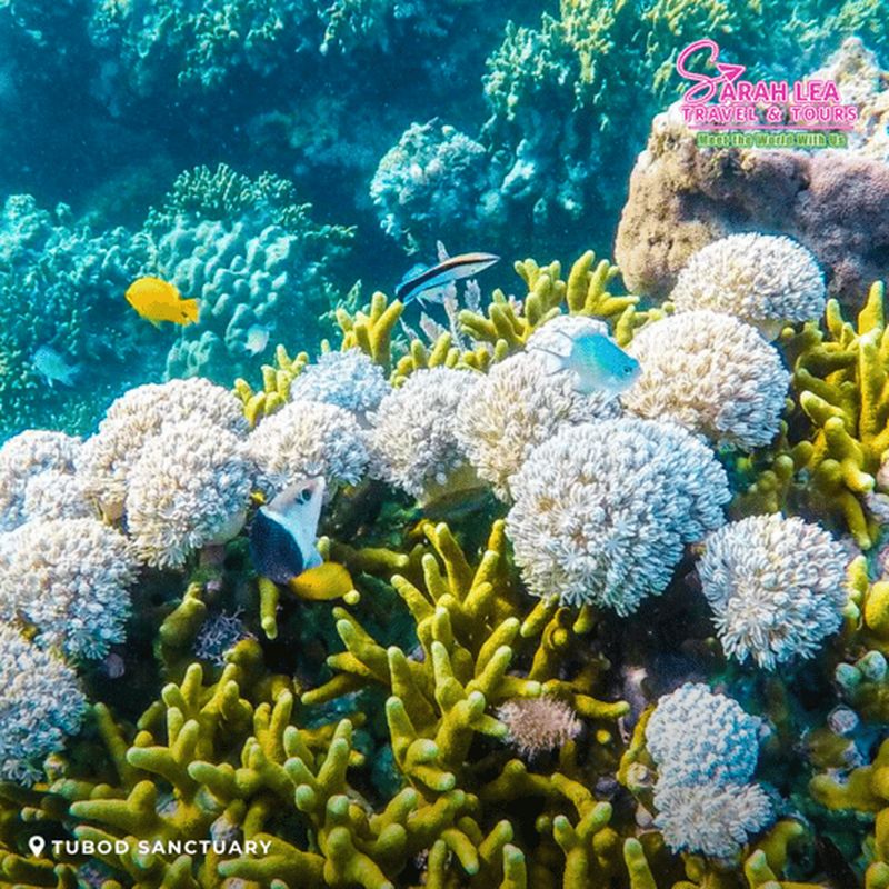 Billet Siquijor : excursion sur l'île avec plongée et cascades