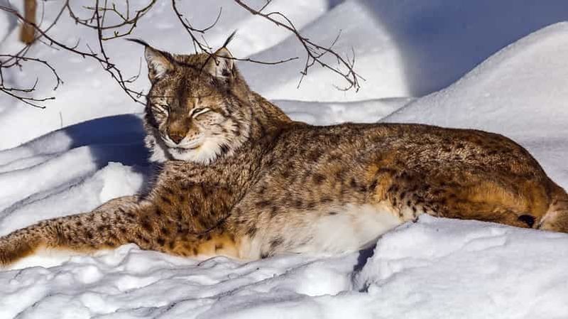 Billet Rovaniemi : visite du parc zoologique de Ranua avec photos et guide