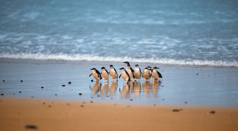 Billet Phillip Island : Parade des pingouins et laissez-passer multi-attractions