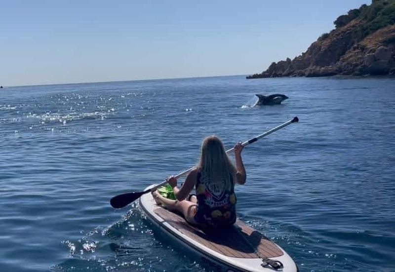 Billet Tour du Golfo Aranci SUP Paddleboard Observation des dauphins, apéritif