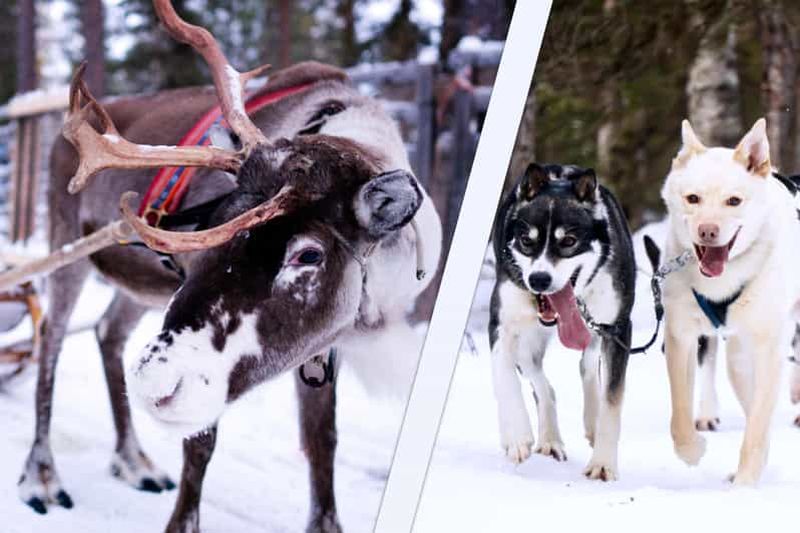 Billet Levi : circuit combiné safari hivernal dans la nature sauvage avec huskies et rennes