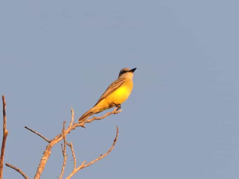 Billet Playa del Carmen : Excursion matinale privée d'observation des oiseaux