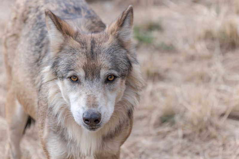 Parc des loups du Gévaudan