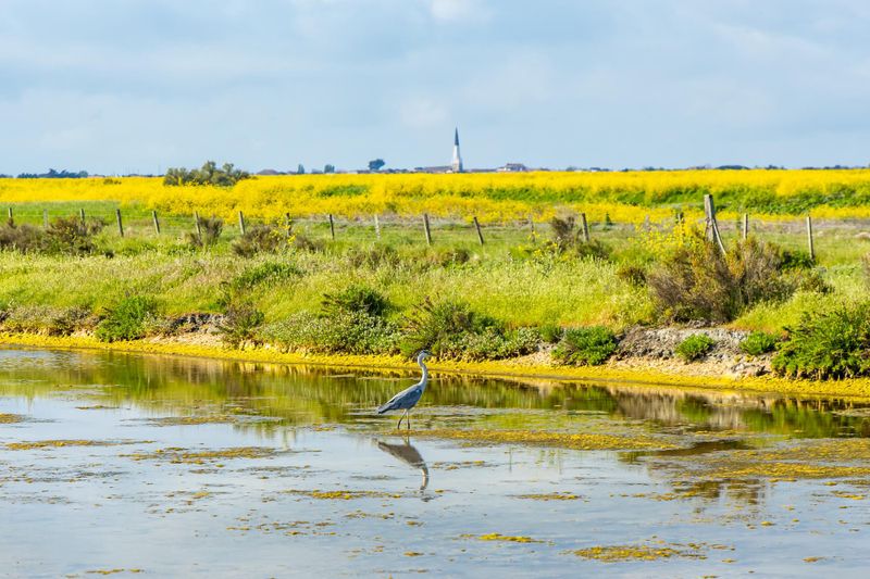 Réserve naturelle nationale de Lilleau des Niges