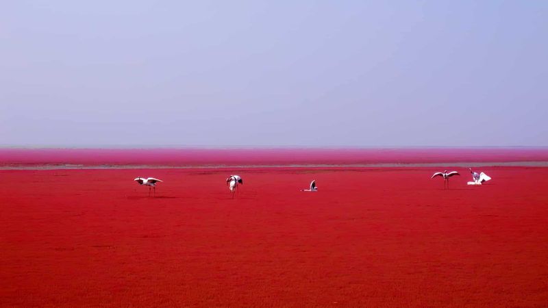 Plage rouge de Panjin