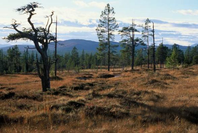 Parc national de Femundsmarka