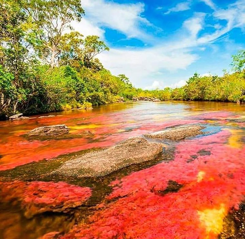 Caño Cristales