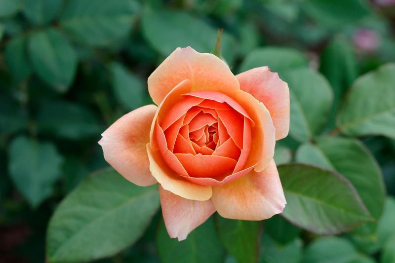 Roseraie Princesse Grace de Monaco