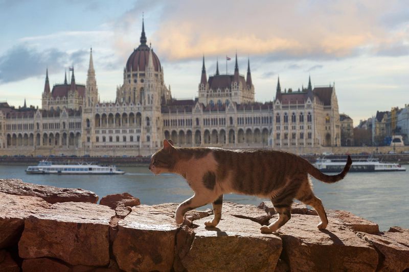 Musée du chat de Budapest