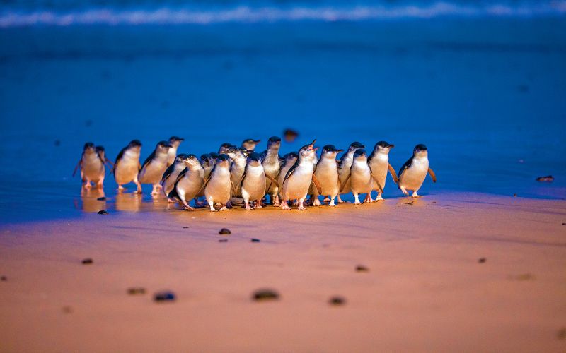 Billet Pass pour les 3 parcs de l'île Phillip : Penguin Parade, Koala Conservation Reserve et Churchill Island