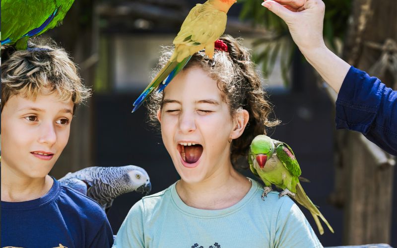 Billet Billets pour les jardins botaniques de Maleny et le monde des oiseaux
