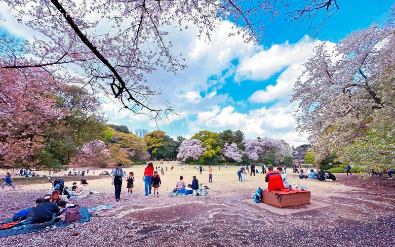 Billet Excursion d'une journée à Tokyo pour admirer les cerisiers en fleurs : Shinjuku Gyoen, Chidorigafuchi, Ueno, Sumida et la rivière Meguro