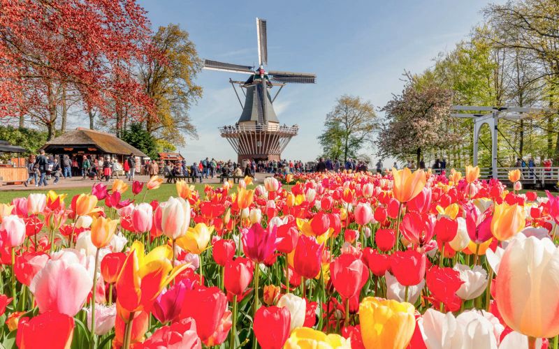 Billet Visite de Keukenhof avec croisière sur les moulins à vent depuis Amsterdam