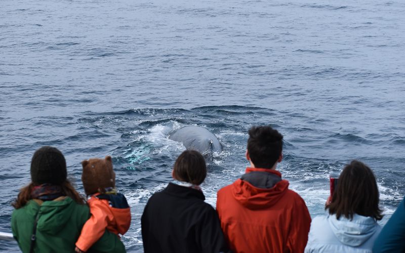 Billet Croisière pour les dauphins et les baleines de l'île Phillip