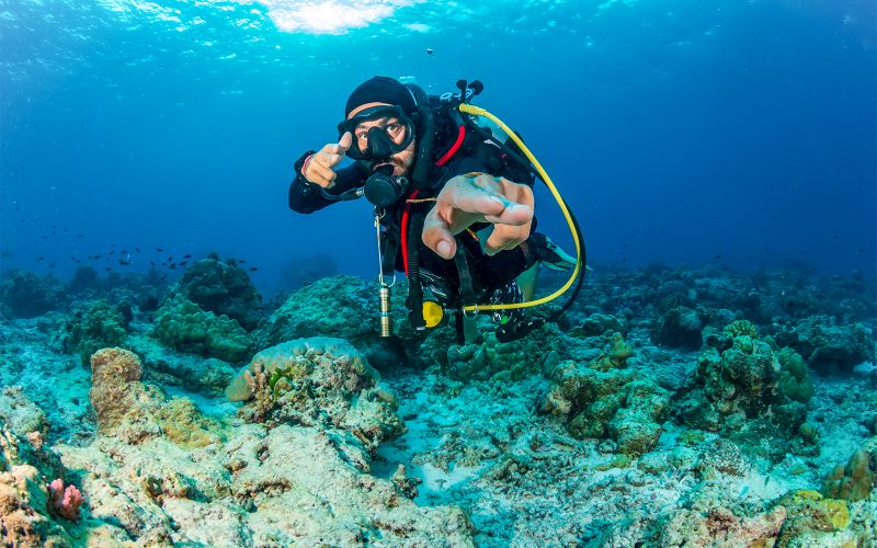 Billet L'île de Moreton : Visite de plongée sous-marine à Tangalooma